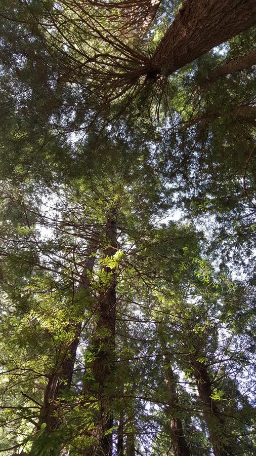 Emerald Forest Cabins Trinidad Ngoại thất bức ảnh